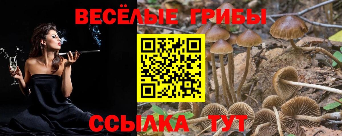 Галлюциногенные грибы Psilocybe Малоярославец